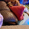 Pégaze participe au concours pour gagner de l'argent avec cette photo : dog, sleeping, pillow, leather_couch, blanket, indoor, cozy, resting, pet, fur, brown, white, paw, comfort, relaxation, home, animal, snuggle, soft, quiet