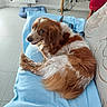 Pégaze a rejoint le concours — aidez-le/la à gagner de superbes lots ! dog, brown_and_white, fluffy, couch, blue_blanket, indoor, tile_floor, dog_bed, wooden_desk, side_eye, pet, relaxed, furniture, cozy, home, animal, looking_back, resting, cute, domestic