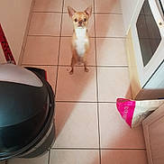 Nougat a rejoint le concours — aidez-le/la à gagner de superbes lots ! chihuahua, dog, small_dog, standing, kitchen, tile_floor, trash_bin, appliance, curious, pet, indoor, animal, brown_dog, white_chest, ears_up, looking_up, floor_tile, home, domestic, companion