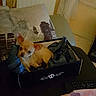 dog, chihuahua, box, fabric, pillow, statue_of_liberty, city_skyline, remote_control, indoor, small_dog, tan_dog, pet, animal, cozy, furniture, living_room, couch, seat, resting, cute
