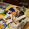 puppy, dog, chihuahua, bag, table, magazine, pen, chair, cabinet, indoor, furniture, pet, small_dog, household_items, domestic, cute, animal, tablecloth, wooden_chair, living_room