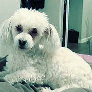 Feisty joined the competition — help win amazing prizes! dog, white_dog, curly_fur, pet, indoor, bed, couch, relaxed, looking_at_camera, home, animal, furry, companion, cute, domestic, fur, canine, cozy, living_space, resting