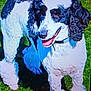 dog, poodle, black_and_white, curly_fur, grass, outdoor, pet, animal, canine, happy, tongue_out, sunlight, playful, fur, mammal, collar, nature, summer, friendly, cute