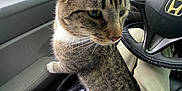 Memphis joined the competition — help win amazing prizes! cat, tabby, pet, indoor, car, steering_wheel, person, lap, window, rain, fence, seat, clothing, white_shirt, gray, fur, whiskers, side_view, domestic_animal, closeup