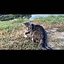 cat, tabby, outdoor, grass, water, animal, pet, nature, feline, mischievous, licking, fur, whiskers, harvest, daylight, wildlife, ground, animal_harness, closeup, tongue