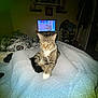 cat, tabby, blanket, bedroom, television, cartoon, indoor, comfort, furniture, sitting, cozy, animal, pet, resting, sleepy, furry, white_paws, relaxed, home, soft