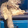 Nahluh joined the competition — help win amazing prizes! cat, fluffy, long_hair, relaxed, indoor, blue_cabinet, tail, furniture, pet, animal, mammal, whiskers, ears, paws, sitting, domestic_cat, feline, cute, calm, portrait