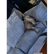 Nahluh joined the competition — help win amazing prizes! cat, gray_cat, fluffy, couch, pillow, indoor, relaxing, pet, furniture, cozy, living_room, soft_light, resting, fur, home, animal, sleeping, domestic_cat, comfort, cute