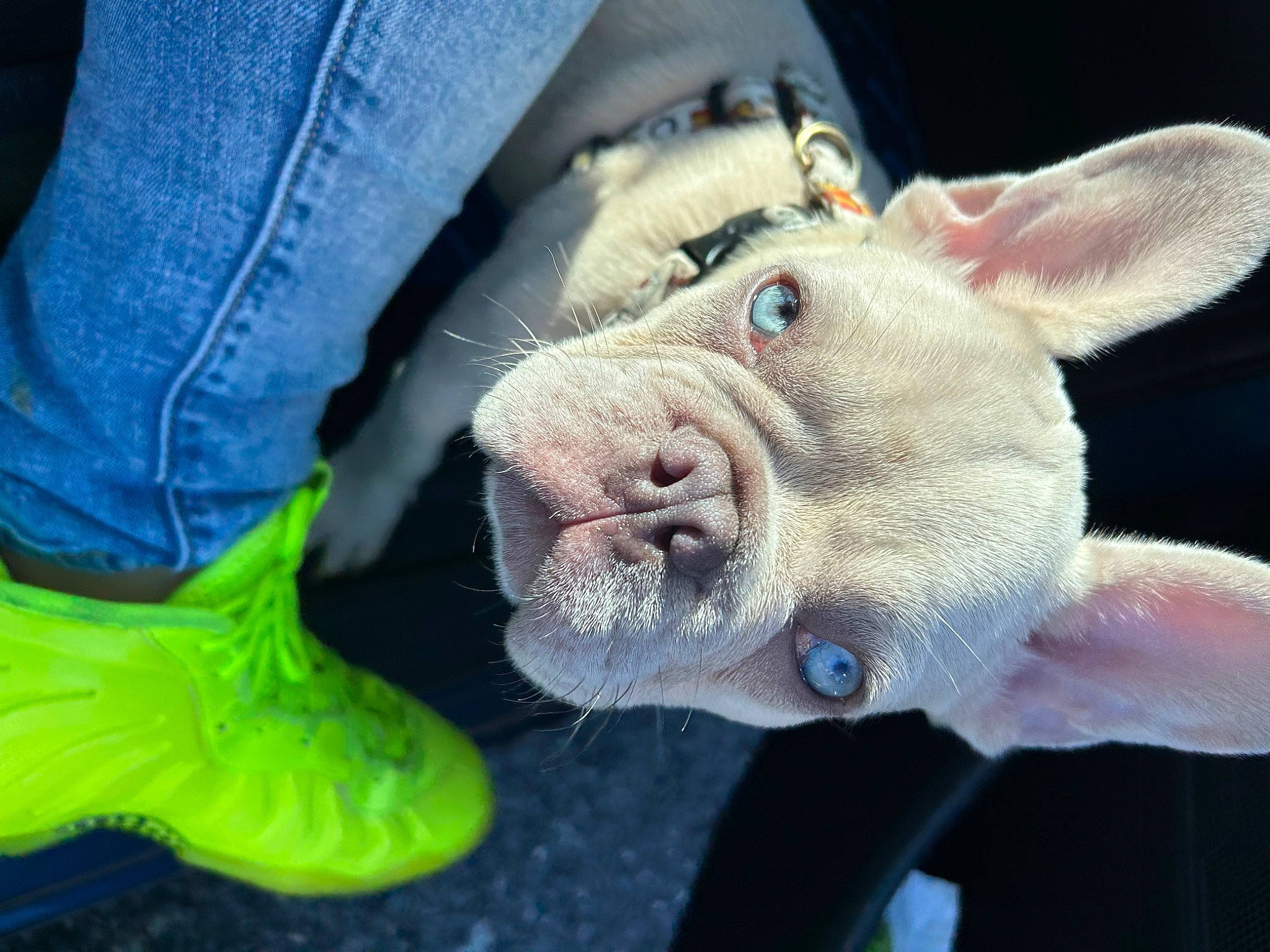 Rambo Acosta is registered to the contest to win money with this photo: carnivore, close_up, companion_dog, denim, dog, dog_breed, domestic_pig, ear, electric_blue, fawn, grass, jaw, livestock, snout, suidae, terrestrial_animal, toy, whiskers, working_animal, wrinkle