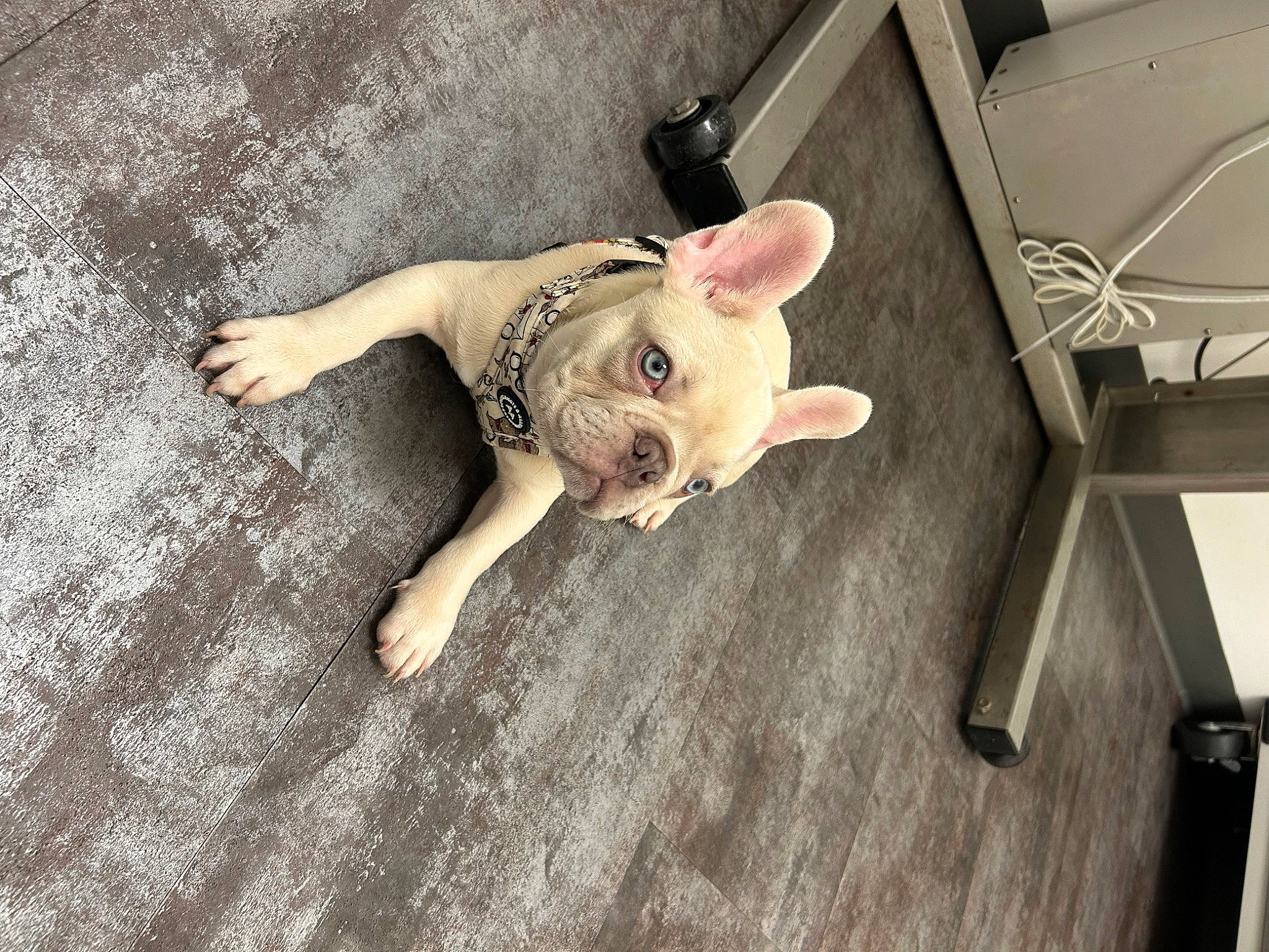 Rambo Acosta joined the competition — help win amazing prizes! canidae, carnivore, companion_dog, dog, dog_breed, fawn, felidae, floor, flooring, foot, hardwood, head, human_body, snout, sporting_group, tail, toy, toy_dog, wood, working_animal