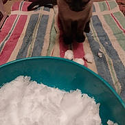 Polar Bear joined the competition — help win amazing prizes! animal, bowl, cat, colorful, container, cozy, curious, domestic_cat, feline, floor, ice, indoor, pet, playful, siamese_cat, small_snowballs, snow, striped, striped_towel, towel