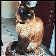 Marley participe au concours pour gagner de l'argent avec cette photo : animal, blackcat, cat, door, egyptiancat, homedecor, manx, mat, pet, siamese