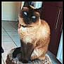 animal, blackcat, cat, door, egyptiancat, homedecor, manx, mat, pet, siamese