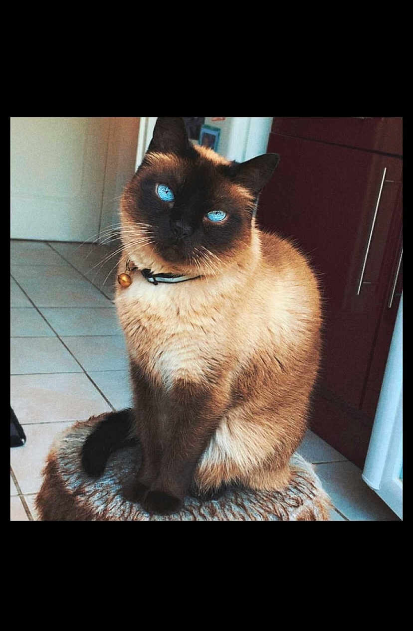 Marley participe au concours pour gagner de l'argent avec cette photo : animal, blackcat, cat, door, egyptiancat, homedecor, manx, mat, pet, siamese