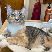 Pumpkin is registered to the contest to win money with this photo: cat, tabby_cat, sink, bathroom, indoor, curious, green_eyes, counter, door, towel, soap_bottle, fur, whiskers, domestic_cat, pet, relaxed, animal, close_up, feline, resting