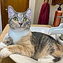 cat, tabby_cat, sink, bathroom, indoor, curious, green_eyes, counter, door, towel, soap_bottle, fur, whiskers, domestic_cat, pet, relaxed, animal, close_up, feline, resting