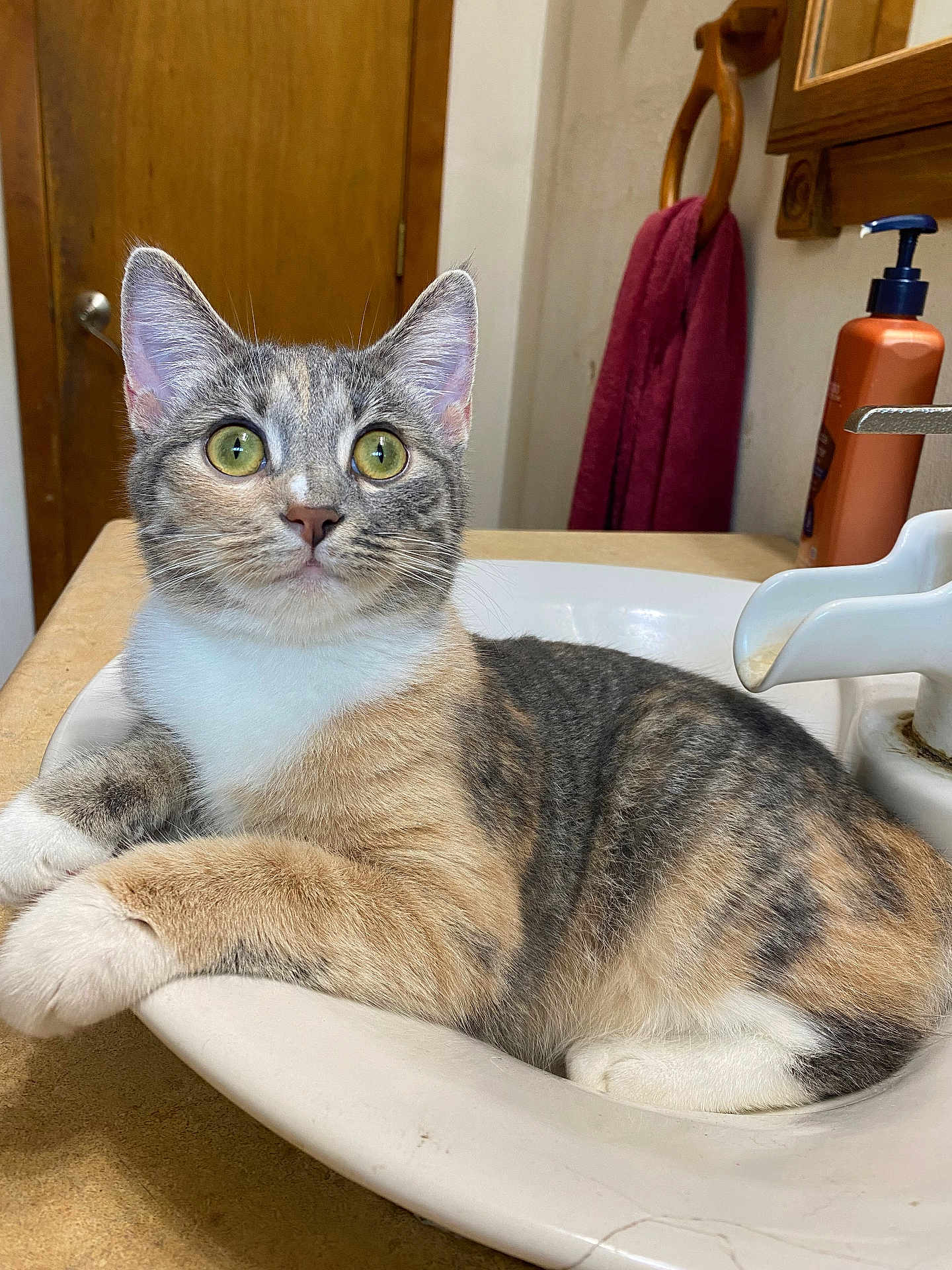 Pumpkin is registered to the contest to win money with this photo: cat, tabby_cat, sink, bathroom, indoor, curious, green_eyes, counter, door, towel, soap_bottle, fur, whiskers, domestic_cat, pet, relaxed, animal, close_up, feline, resting