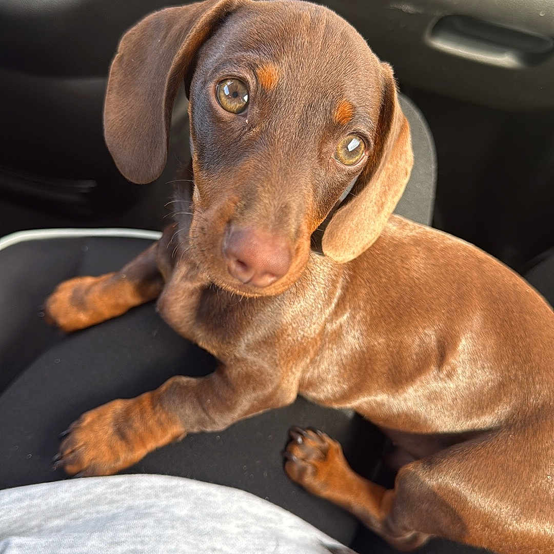 Abby a rejoint le concours — aidez-le/la à gagner de superbes lots ! animal, brown, canine, car_interior, close_up, companion, cute, dachshund, dog, domestic_animal, ears, fur, indoors, lap, looking_up, pet, puppy, seatbelt, sunlight, young