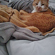 Caramel participe au concours pour gagner de l'argent avec cette photo : animal, bed, blanket, cat, comfort, cozy, curled_up, cute, domestic, feline, fur, indoor, orange_cat, pet, relaxed, resting, sleepy, soft_texture, warm, white_bedspread