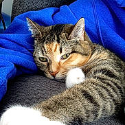 Venus joined the competition — help win amazing prizes! animal, blue_cloth, cat, close_up, cozy, cute, domestic, feline, fur, indoor, paw, pet, relaxed, resting, sleepy, soft, stretching, tabby, texture, whiskers