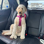 Bailey joined the competition — help win amazing prizes! dog, curly_coat, pink_harness, car_interior, black_leather_seat, backseat, window, suburban_neighborhood, calm, sitting, pet, animal, daylight, house, seatbelt, leash, fur, canine, vehicle, domestic_animal