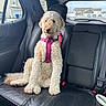 dog, curly_coat, pink_harness, car_interior, black_leather_seat, backseat, window, suburban_neighborhood, calm, sitting, pet, animal, daylight, house, seatbelt, leash, fur, canine, vehicle, domestic_animal