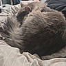 Shadow joined the competition — help win amazing prizes! cat, fluffy, gray_fur, sleeping, curled_up, pet, animal, bed, bedroom, blanket, bedding, cozy, relaxed, resting, indoors, soft_lighting, long_hair, feline, home, comfort