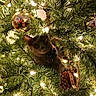 Shadow is registered to the contest to win money with this photo: cat, christmas_tree, holiday, ornaments, lights, pine_branches, feline, pet, collar, indoors, festive, decoration, gold_bauble, pinecone, warm_lighting, portrait, sitting, curious, cozy, christmas