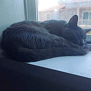 Shadow joined the competition — help win amazing prizes! cat, sleeping, curled_up, gray_fur, dark_fur, pet, animal, windowsill, window, indoors, resting, relaxed, peaceful, whiskers, ears, tail, sunlight, building, snowflake, portrait