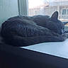 cat, sleeping, curled_up, gray_fur, dark_fur, pet, animal, windowsill, window, indoors, resting, relaxed, peaceful, whiskers, ears, tail, sunlight, building, snowflake, portrait