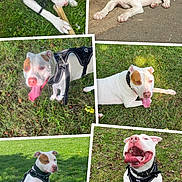 Max participe au concours pour gagner de l'argent avec cette photo : brown_patch, canine, chewing, collar, daytime, dog, grass, happy, leash, lying_down, nature, outdoor, pavement, pet, playful, sitting, smiling, sunlight, tongue_out, white_dog