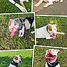 Max participe au concours pour gagner de l'argent avec cette photo : dog, white_dog, brown_patch, grass, outdoor, playful, happy, tongue_out, leash, collar, sunlight, pavement, sitting, lying_down, pet, canine, nature, daytime, smiling, chewing
