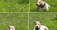 Max participe au concours pour gagner de l'argent avec cette photo : dog, grass, outdoor, collage, pet, animal, nature, greenery, tongue_out, happy, relaxed, canine, field, fur, collar, ears, lying_down, summer, playful, cute