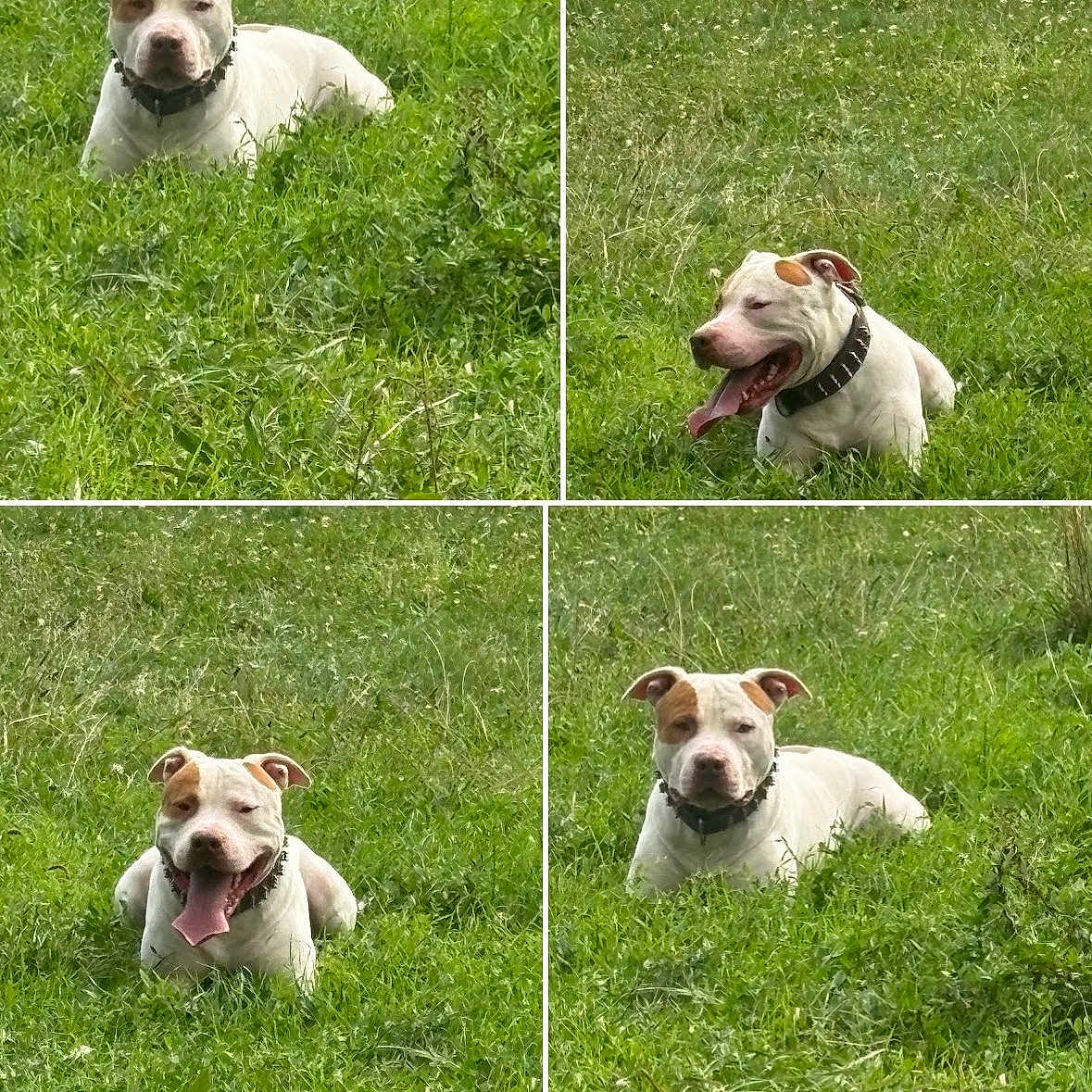 Max participe au concours pour gagner de l'argent avec cette photo : dog, grass, outdoor, collage, pet, animal, nature, greenery, tongue_out, happy, relaxed, canine, field, fur, collar, ears, lying_down, summer, playful, cute