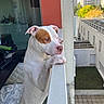 dog, white_dog, brown_patch, balcony, urban, apartment, building, window, railing, indoor, outdoor, pet, canine, curious, standing, daylight, greenery, fence, quiet, contemplative