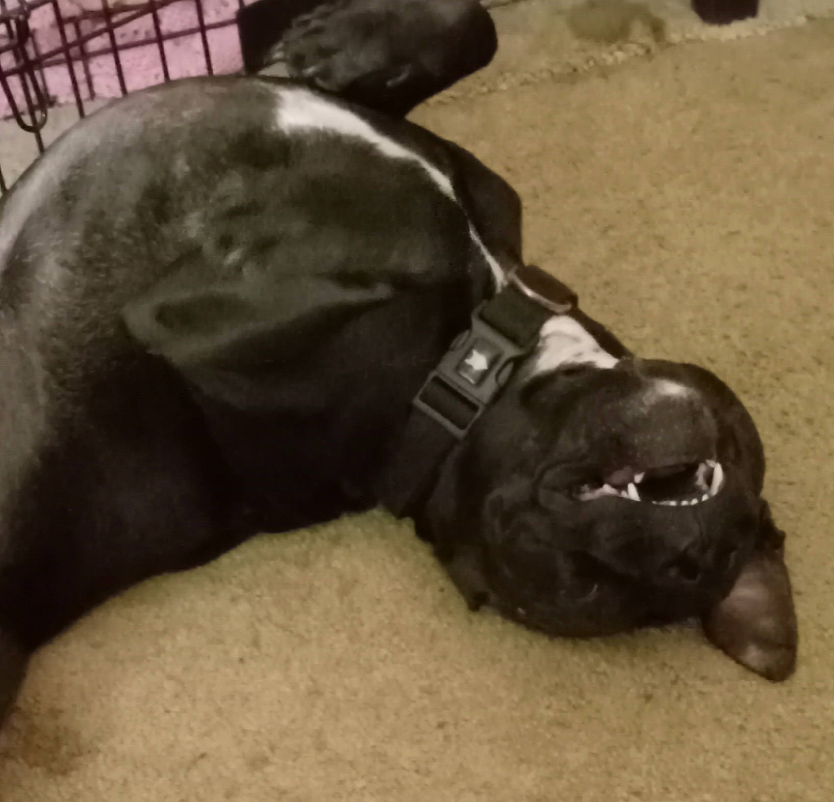 Vinny is registered to the contest to win money with this photo: art, automotive_tire, ball, bronze_sculpture, chest, companion_dog, dog_breed, flooring, metal, monument, personal_protective_equipment, sculpture, sitting, snout, sports_equipment, stallion, statue, tail, terrestrial_animal, working_animal