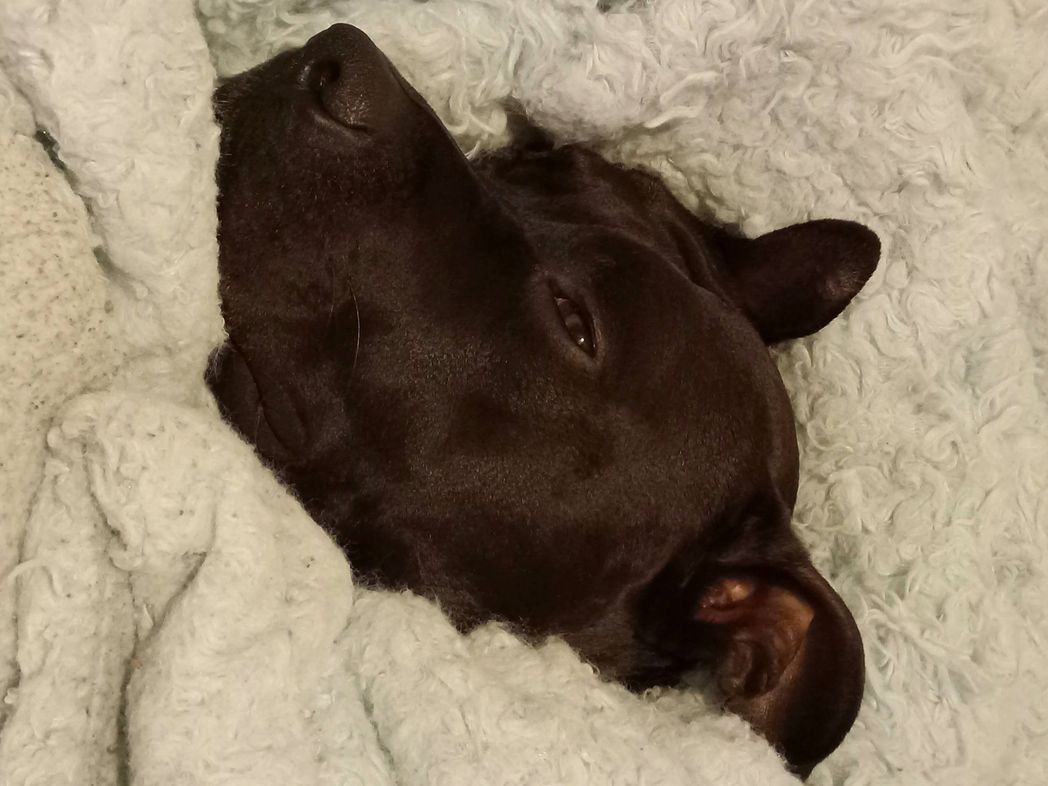 Vinny is registered to the contest to win money with this photo: borador, canidae, carnivore, comfort, companion_dog, dog, dog_breed, ear, fawn, felidae, fur, guard_dog, liver, non_sporting_group, paw, sporting_group, tail, terrestrial_animal, whiskers, working_animal