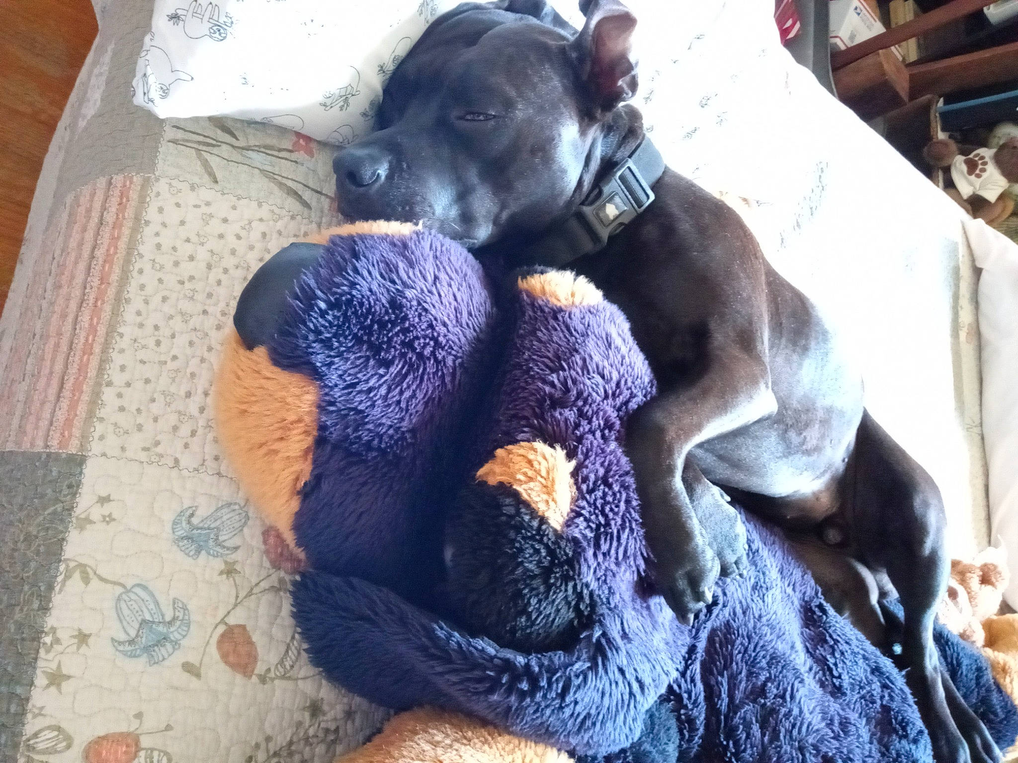 Vinny is registered to the contest to win money with this photo: carnivore, comfort, companion_dog, dog, dog_breed, fawn, fur, grey, guard_dog, linens, mammal, nap, paw, puppy_love, sporting_group, stuffed_toy, tail, toy_dog, vertebrate, working_animal
