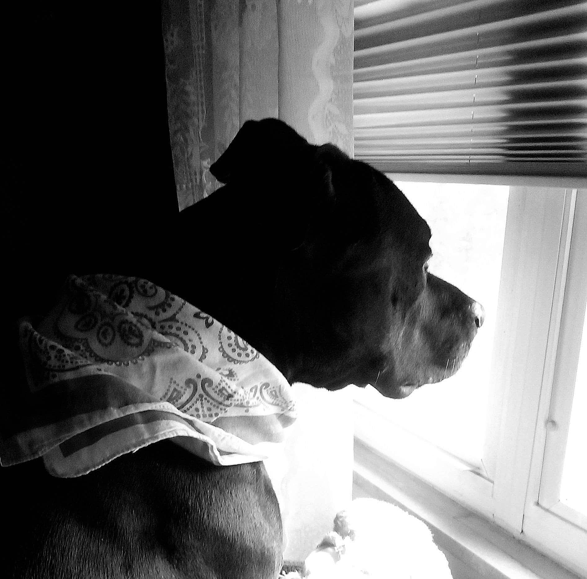Vinny joined the competition — help win amazing prizes! black, black_and_white, carnivore, comfort, companion_dog, couch, dog, dog_breed, ear, fawn, monochrome, monochrome_photography, snout, sporting_group, style, tints_and_shades, whiskers, window, window_blind, working_animal