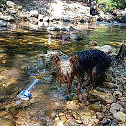 Nouky participe au concours pour gagner de l'argent avec cette photo : dog, small_dog, wet_dog, long_hair, stream, creek, shallow_water, rocks, riverbed, outdoors, nature, forest, trees, summer, swimming, people, sunlight, reflection, plastic_bottle, rocky_landscape