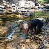 dog, small_dog, wet_dog, long_hair, stream, creek, shallow_water, rocks, riverbed, outdoors, nature, forest, trees, summer, swimming, people, sunlight, reflection, plastic_bottle, rocky_landscape