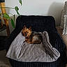 Nouky participe au concours pour gagner de l'argent avec cette photo : dog, yorkshire_terrier, small_dog, pet, blanket, wrapped, chair, indoor, living_room, plant, houseplant, couch, furniture, wood_floor, portrait, sitting, lying_down, brown_fur, black_blanket, cozy