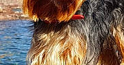 Nouky a rejoint le concours — aidez-le/la à gagner de superbes lots ! dog, yorkshire_terrier, small_dog, pet, fur, long_hair, brown_fur, gray_fur, red_collar, standing, outdoors, water, shoreline, sunlight, blue_sky, portrait, close_up, animal, smartphone_screenshot, cute