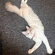 Angel joined the competition — help win amazing prizes! cat, feline, pet, stretching, white_fur, cream_fur, collar, curious, indoor, carpet, fluffy, cute, animal, mammal, whiskers, ears, paws, relaxed, looking_up, domestic_cat