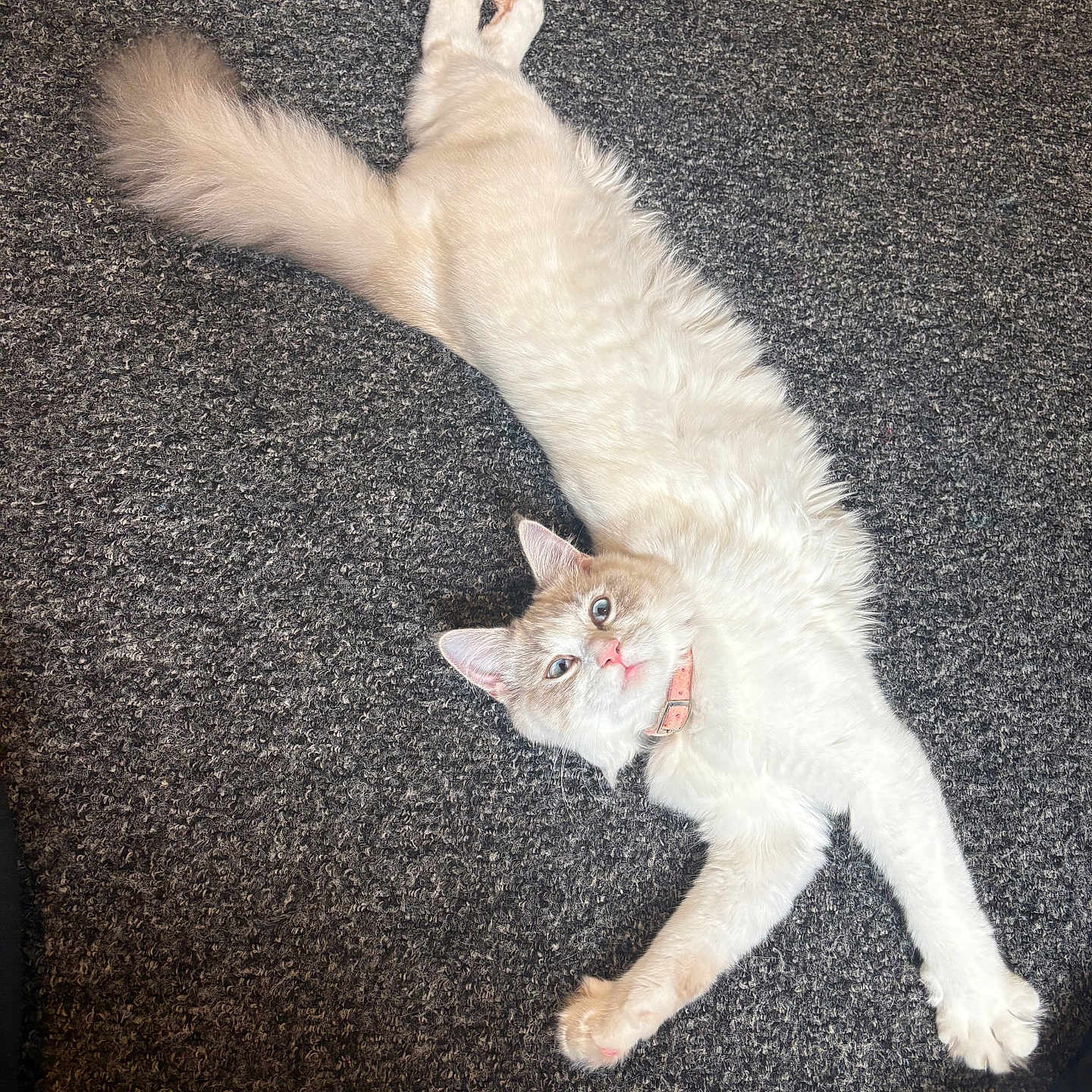 Angel joined the competition — help win amazing prizes! animal, carpet, cat, collar, cream_fur, curious, cute, domestic_cat, ears, feline, fluffy, indoor, looking_up, mammal, paws, pet, relaxed, stretching, whiskers, white_fur