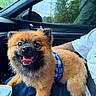 dog, puppy, car_interior, blue_harness, happy, tongue_out, fluffy, pet, animal, person, tattoo, white_shirt, window, trees, nature_outside, seat, lap, close_up, smiling, domestic_animal