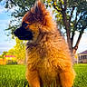 dog, puppy, grass, outdoor, tree, fur, pet, animal, cute, nature, sunlight, garden, greenery, portrait, fluffy, young, side_view, domestic_animal, canine, summer