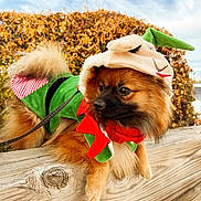 Lucky Palucho is registered to the contest to win money with this photo: animal, autumn, canine, costume, curious, cute, dog, festive, fluffy, green_clothing, holiday, leaves, nature, outdoor, pet, portrait, red_bow, sky, small_dog, wooden_fence