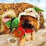 dog, pet, costume, outdoor, wooden_fence, autumn, leaves, sky, green_clothing, red_bow, fluffy, small_dog, curious, animal, nature, holiday, cute, festive, portrait, canine