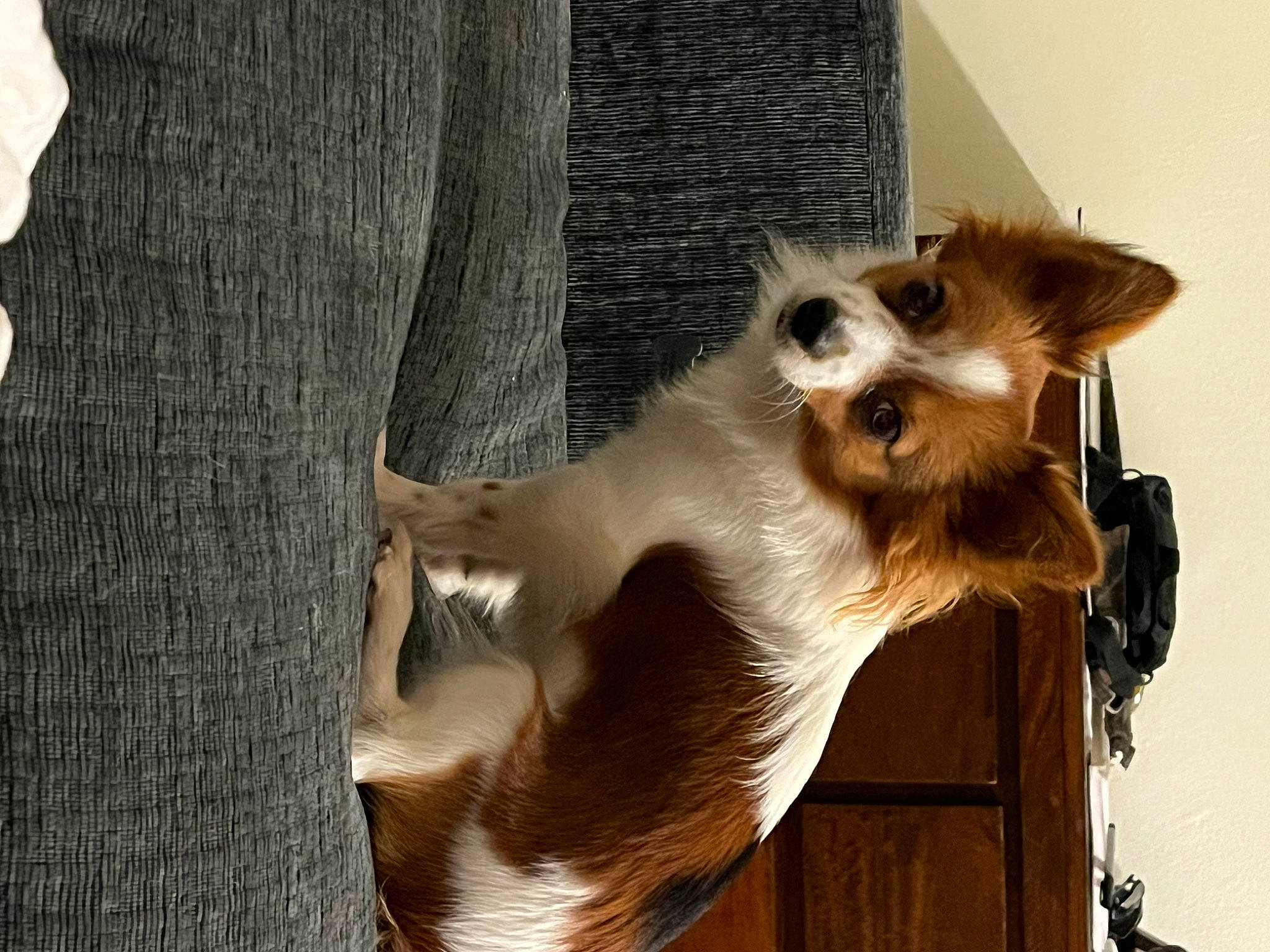 Mylo joined the competition — help win amazing prizes! canidae, carnivore, cat, claw, companion_dog, dog_breed, fawn, felidae, fur, metal, paw, small_to_medium_sized_cats, sunglasses, tail, terrestrial_animal, trunk, whiskers, wildlife, window, wood